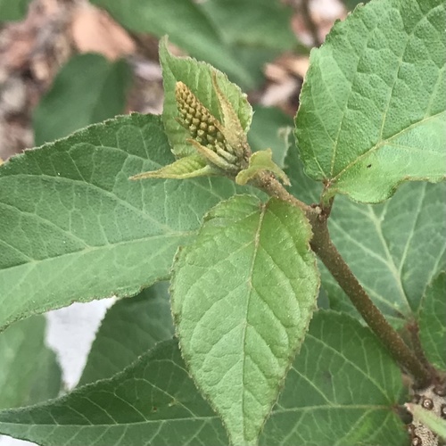 Croton adspersus