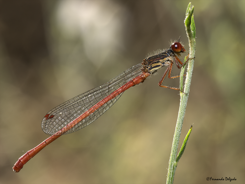 Small Red Damselfly