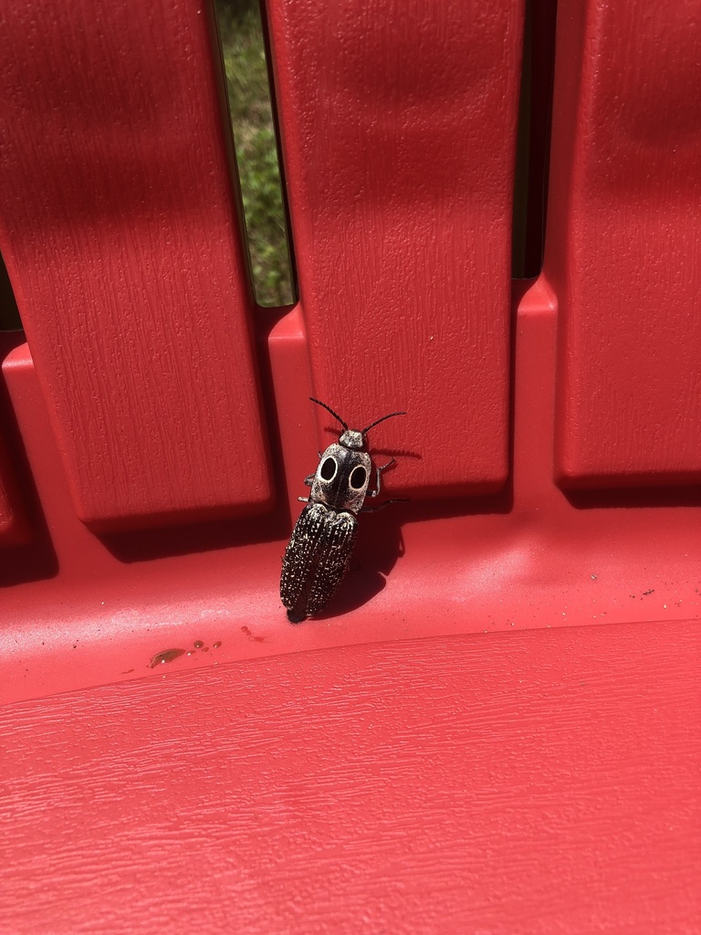 Eastern Eyed Click Beetle From Quiet Harbor Dr Hague Va Us On June At Pm By