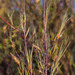 Dracophyllum subulatum - Photo (c) Angela  Simpson, todos os direitos reservados, uploaded by Angela  Simpson