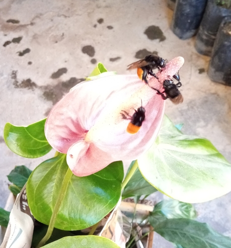 photo of Polychrome Orchid Bee (Eulaema polychroma)