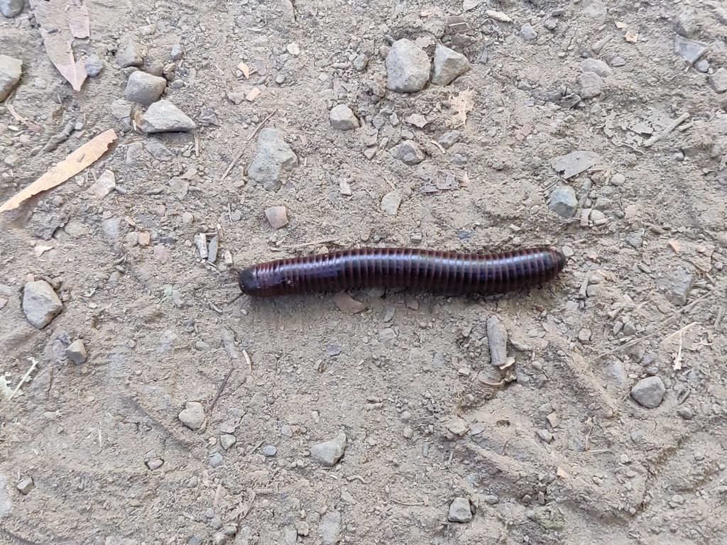 Spirobolid Millipedes From Almaden, San Jose, Ca, Usa On June 06, 2021 