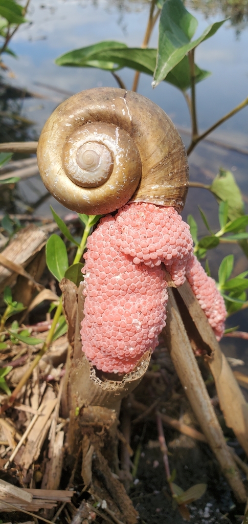 Island Apple Snail from Myrtle Beach, SC 29588, USA on May 31, 2021 at ...