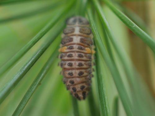 Larch Lady Beetle
