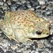Red-spotted Toad - Photo (c) matthew gruen, all rights reserved, uploaded by matthew gruen