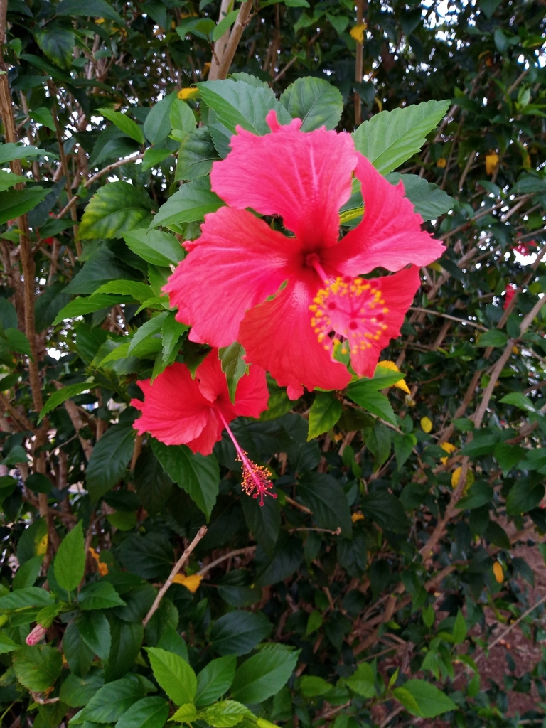 Hibiscus rosa-sinensis × schizopetalus from UNEMAT Universidade do ...