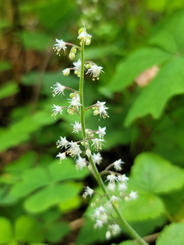 Tiarella trifoliata L.