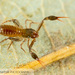Chthoniid Pseudoscorpions - Photo (c) John and Kendra Abbott, all rights reserved, uploaded by John and Kendra Abbott