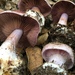 Cortinarius albidolilacinus - Photo (c) Lindsay Best, all rights reserved, uploaded by Lindsay Best