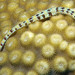 Corythoichthys flavofasciatus - Photo (c) Lesley Clements, כל הזכויות שמורות