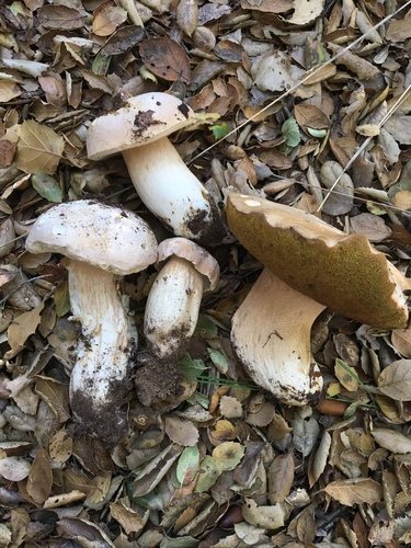 Barrow's Bolete