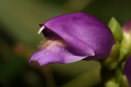 red turtlehead (Chelone obliqua)
