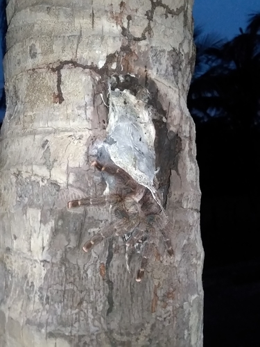 Yellow-banded Pinktoe Tarantula