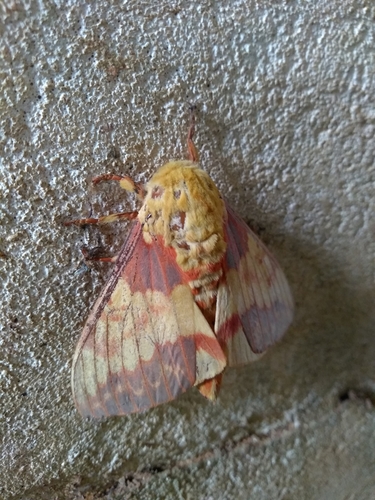 Citheronia laocoon