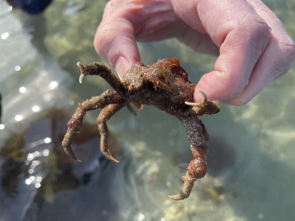 Portly Spider Crab from Massachusetts Bay, Scituate, MA, US on June 06