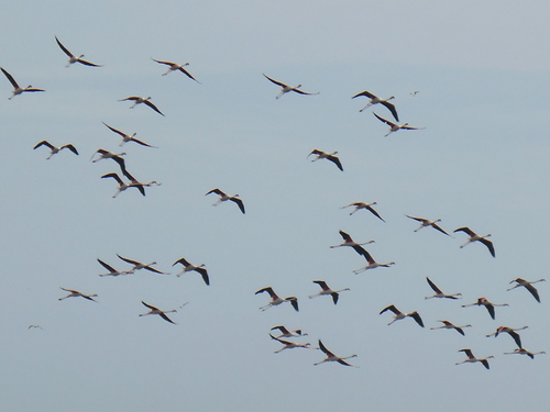 Greater Flamingo