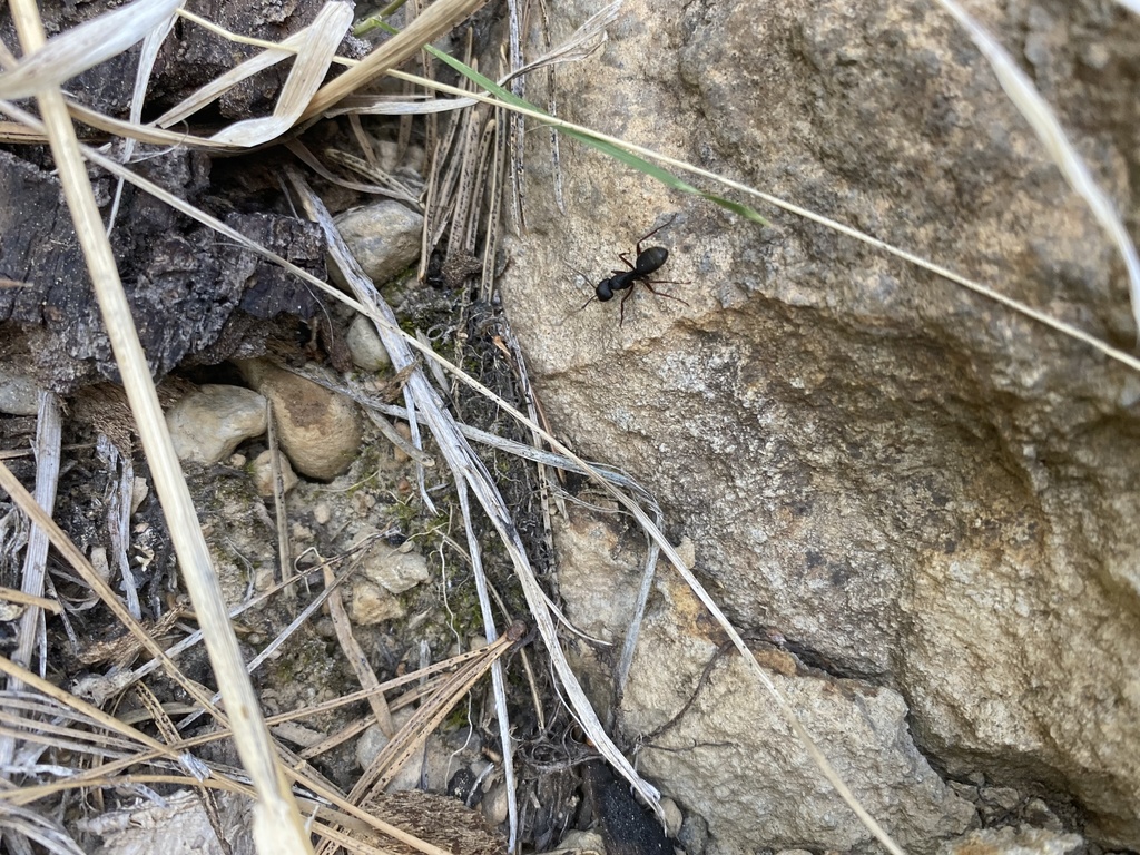 Western Black Carpenter Ant from Lassen National Forest, Chester, CA ...