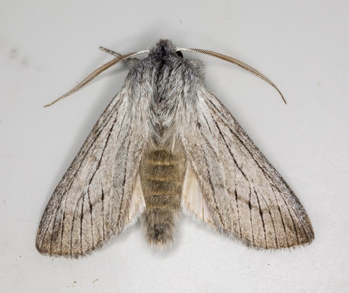 Pleromella opter Dyar, 1921