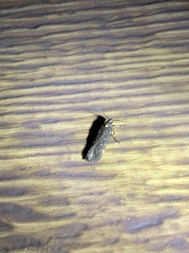 iNaturalist observation photo of Butterflies and Moths