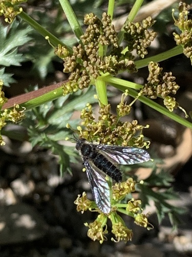 iNaturalist observation photo of Thevenetimyia