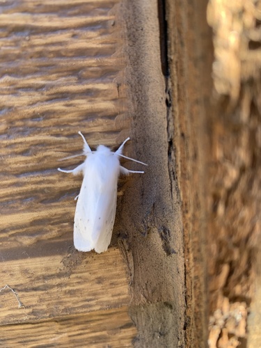 iNaturalist observation photo of Vestal Tiger Moth
