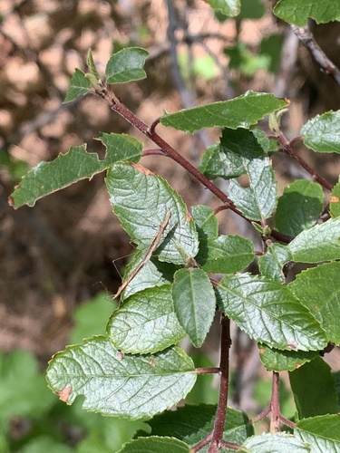iNaturalist observation photo of True Bugs, Hoppers, Aphids, and allies