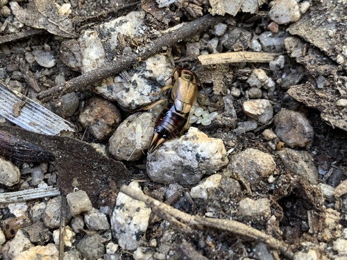 iNaturalist observation photo of European Earwig Complex
