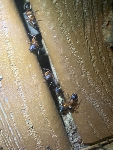 iNaturalist observation photo of Bicolored Carpenter Ant
