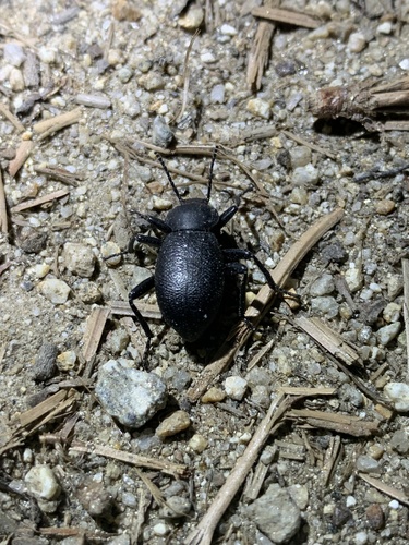 iNaturalist observation photo of Desert Stink Beetles