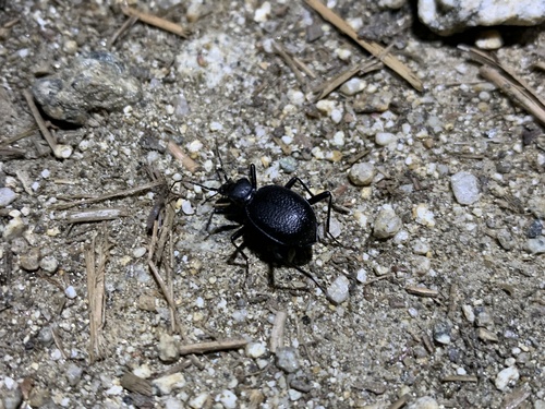 iNaturalist observation photo of Snail-eating Beetles