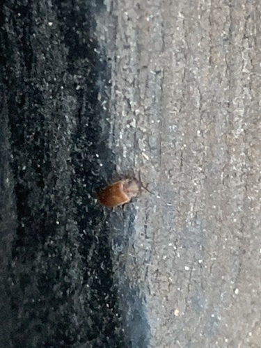 iNaturalist observation photo of Beetles
