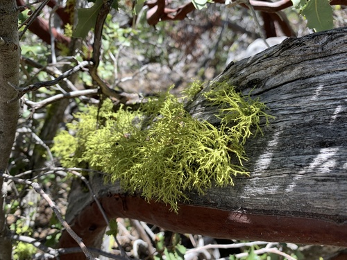iNaturalist observation photo of Wolf Lichens