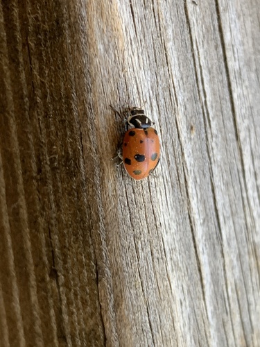 iNaturalist observation photo of Convergent Lady Beetle
