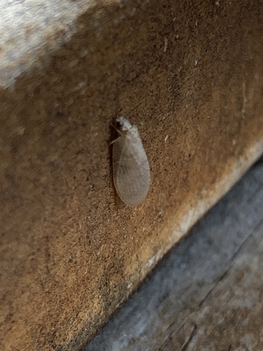 iNaturalist observation photo of Brown Lacewings