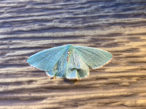 iNaturalist observation photo of Nemoria glaucomarginaria