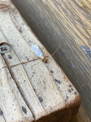 iNaturalist observation photo of Ophion
