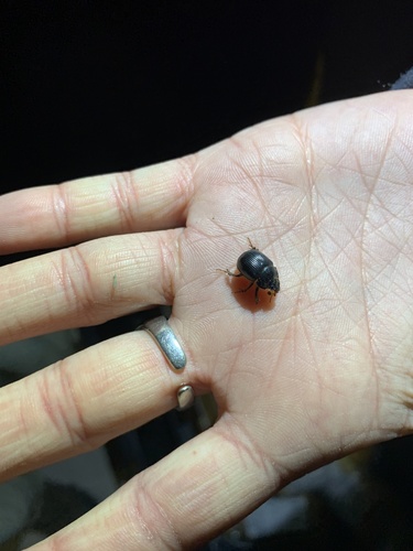 iNaturalist observation photo of Stout Earth-boring Scarab Beetle