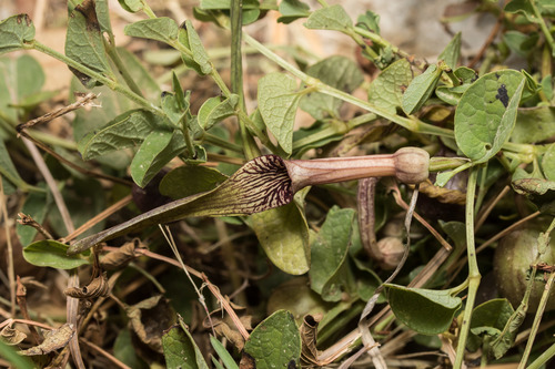Aristolochia parvifolia