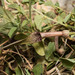 Aristolochia parvifolia - Photo (c) Konstantinos Kalaentzis, todos los derechos reservados, subido por Konstantinos Kalaentzis