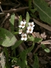 Lobularia libyca - Photo (c) downfall, all rights reserved, uploaded by downfall