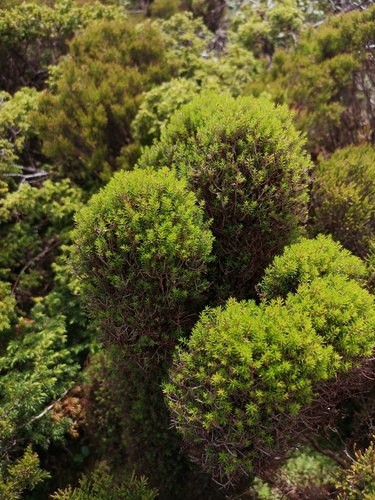 Azorean Heather
