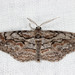 Small Purplish Gray - Photo (c) Michael H. King, all rights reserved