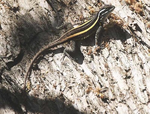 Smith's Rosebelly Lizard