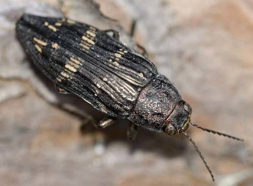 Buprestis consularis Gory, 1841