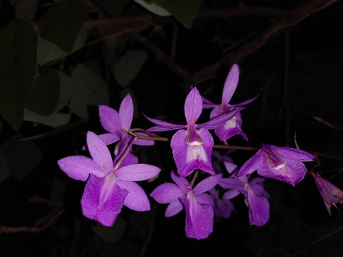 Barkeria vanneriana