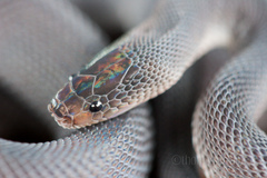 Bearded Snake photo 2
