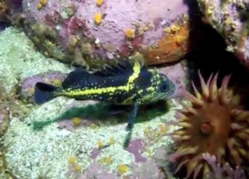 China Rockfish