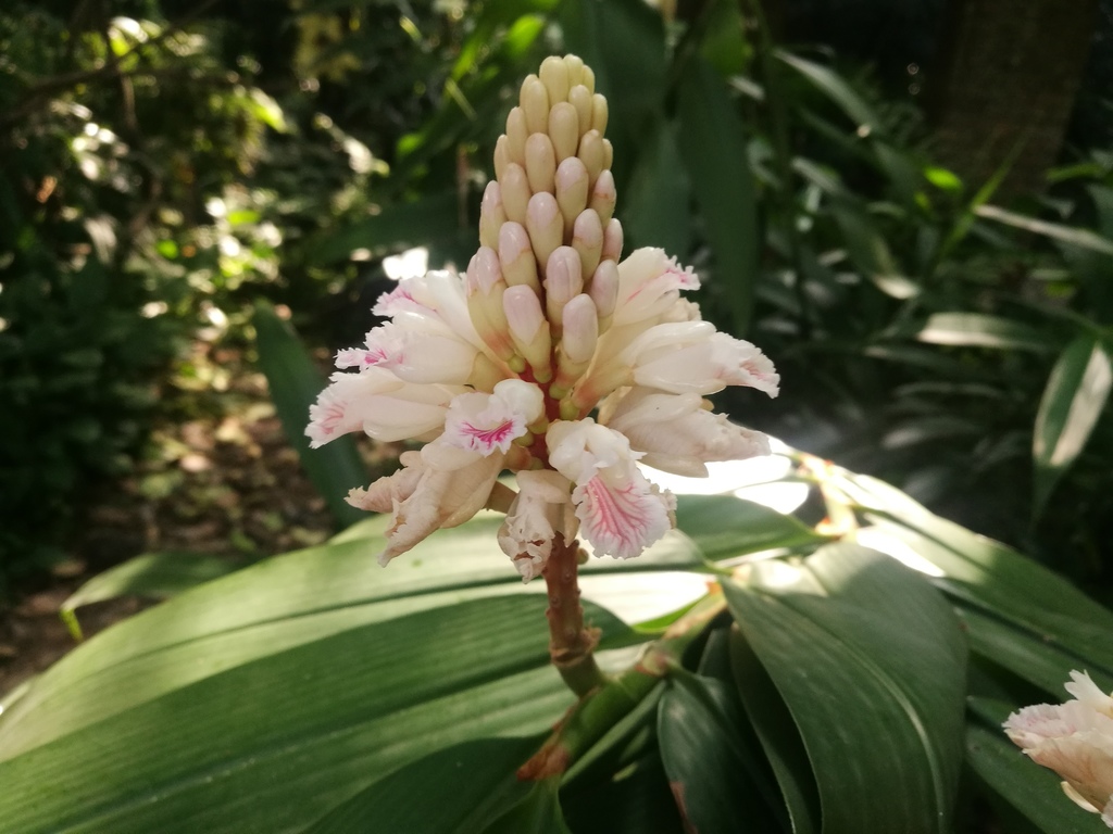 Alpinia oxyphylla (Alpinia oxyphylla)