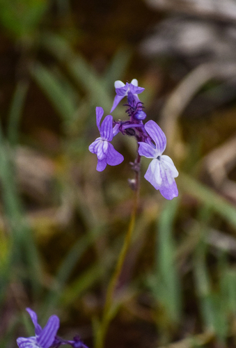 Linaria elegans