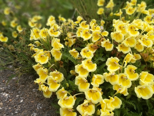 Pedicularis tricolor